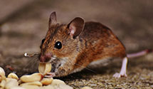 24 Hour & Emergency Exterminators in Adairville, KY